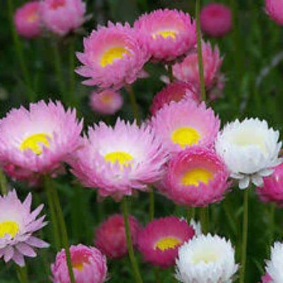 Lorvox Daisy Seed(28 per packet)