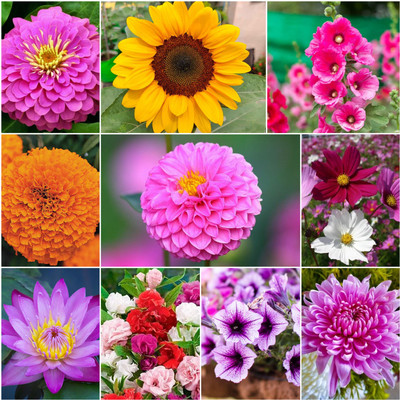 DEYS AGRO ™ Combo of 10 Variety 1000+ Flower Seeds Combo Pack Seed(117 per packet)
