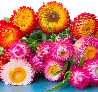 VibeX Helichrysum Mixed Seeds For Home and Gardening winter (120 Seeds) Seed(120 per packet)
