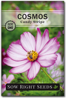 WILLVINE ™ Candystripe Cosmos Flower Seeds-1000 SEEDS Seed(1000 per packet)
