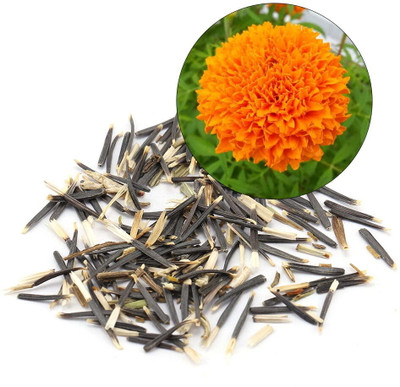 KNESSiN Ornamental Marigold for Planting[400 Seeds] Seed(400 per packet)
