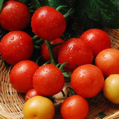Quentova Tomatoes Cherry Red टमाटर-IACR-3N Seed(250 per packet)