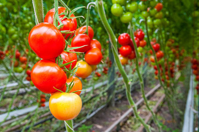 Digibusy tomato Seed(135 per packet)