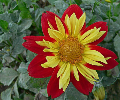 Lorvox Dahlia hybrid flower Seed(65 per packet)
