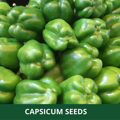 VibeX XLL-52 - Green Capsicum F1 Hybrid shimla mirch - (1350 Seeds) Seed(1350 per packet)