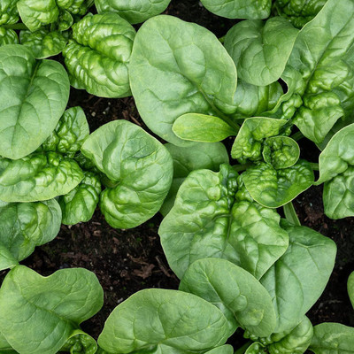 CYBEXIS NBIR-76 - Spinach(Bloomsdale Long Standing) - (750 Seeds) Seed(750 per packet)