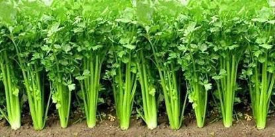 KANAYA dhaniya Seed(450 per packet)