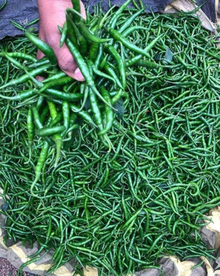 HYBRID Hybrid chilli seeds dark green fruit highest yield Verity 1 pouch Seed(1 per packet)