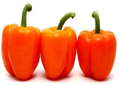 Qualtivate PUAS-3A IMPORTED CAPSICUM ORANGE Seed(100 per packet)