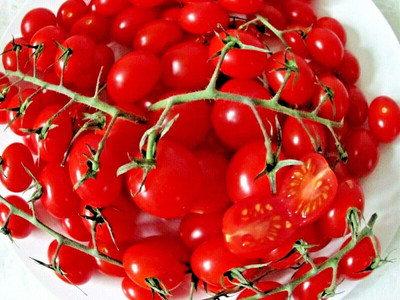 CYBEXIS Tomato Seed(2000 per packet)