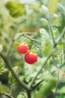 Vignaya tomato Seed(130 per packet)