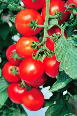 ABN Retail tomato Seed(75 per packet)