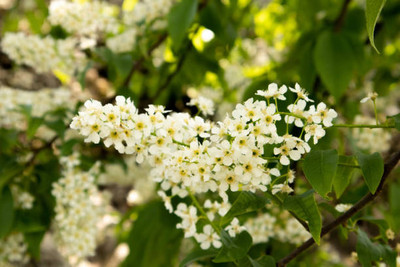 mixera gypsophila flower Seed(100 per packet)