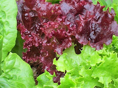 Qualtivate HYB-7A RUBY LEAF LETTUCE Red Loose Leaf Seed(300 per packet)