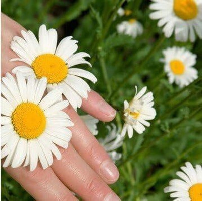 Qualtivate NBIR-250 White Pyrethrum Seed Chrysanthemum Seeds Seed(25 per packet)