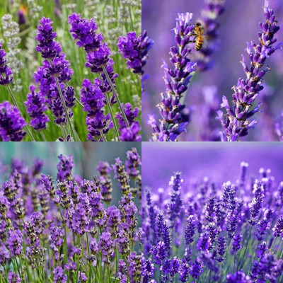 ibains lavender flower seeds 8 Seed(8 per packet)
