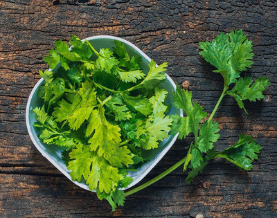 VibeX ® VLR-133 Cilantro 'Santo' Coriandrum sativum Seed(500 per packet)