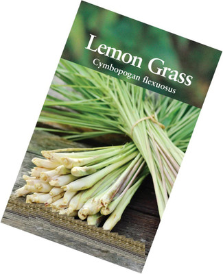 CYBEXIS LXI-56 - Mosquito Repellent Lemongrass - (750 Seeds) Seed(750 per packet)