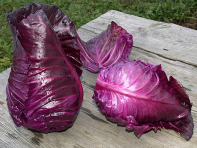 WILLVINE SCI -XVI Red Cabbage Kalibos Vegetable [50g] Seed(15000 per packet)