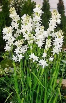 Bula Plant House Tuberose flower bulbs/Rajanigandha flower bulbs for plant Seed(28 per packet)