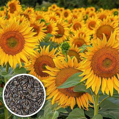 SEMINA VITA sunflower seeds for planting at home Seed(46 per packet)
