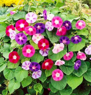 Arshiayat Morning Glory Flower Seeds Seed(21 per packet)