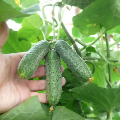 KNESSiN Japanese Long Cucumber Seed(1250 per packet)