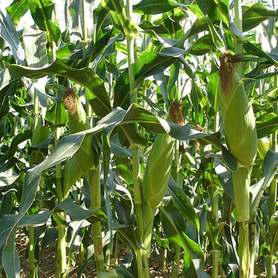 CYBEXIS Hybrid Multi-color Natural Corn Seeds500 Seeds Seed(500 per packet)