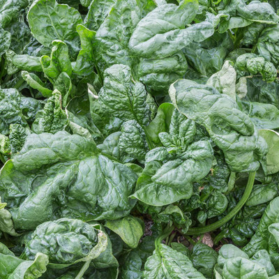 Biosnyg Spinach Seeds - Long Standing[500 Seeds] Seed(500 per packet)