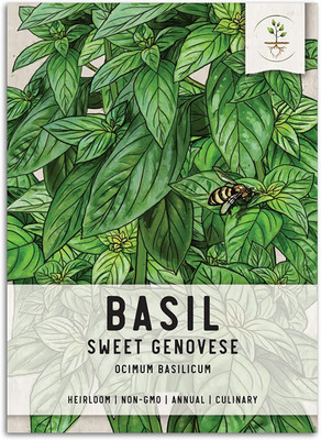 WILLVINE Non-GMO HybridSweet Basil Culinary Herb (Ocimum basilicum)-1250 Seeds Seed(1250 per packet)