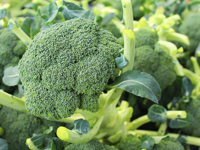 CYBEXIS TLX-92 - Broccoli Imported Germination - (1350 Seeds) Seed(1350 per packet)