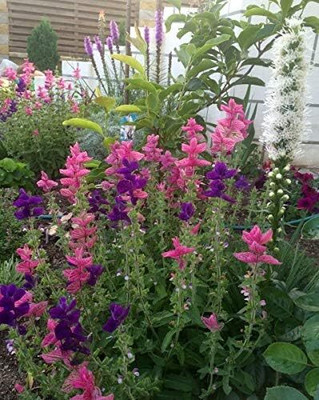 Qualtivate HUA-5A Clary Tricolor (Painted Sage) Seed(100 per packet)