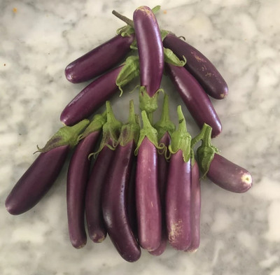 UGRA Organic Indian Egg Plant Seed(100 per packet)