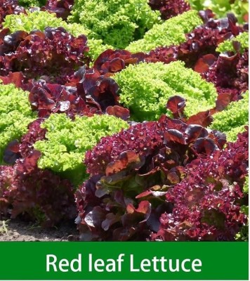 Quentova Red Green Leaf Lettuce 1gm Seed(800 per packet)