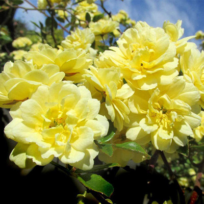 CYBEXIS TLX-41 - Yellow Climbing Rose - (900 Seeds) Seed(900 per packet)
