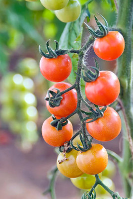 Patta gobi tomato Seed(55 per packet)