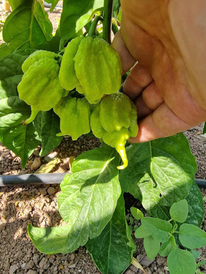 Biosnyg Disease-Resistant White Carolina Reaper Chilli Seeds for Garden-(2000 Seeds) Seed(2000 per packet)