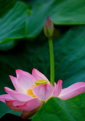 Kapebonavista lotus,kamal seeds Seed(11 per packet)