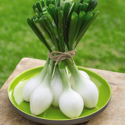 WILLVINE Spring Onion 'White Star' Allium Cepa Hardy Annual-[5000 Seeds] Seed(5000 per packet)