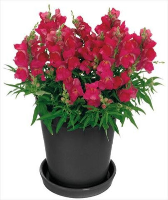 CRGO ANTIRRHINUM Seed(125 per packet)
