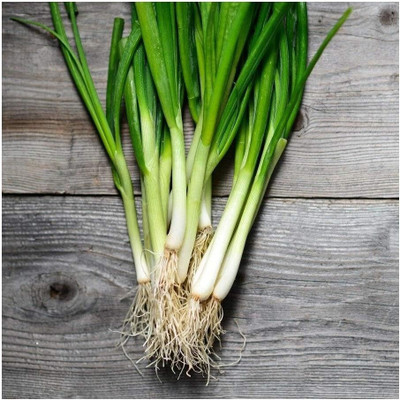 WILLVINE Onion BUNCHING (Spring) - White Lisbon (Winter Hardy)-[5000 Seeds] Seed(5000 per packet)