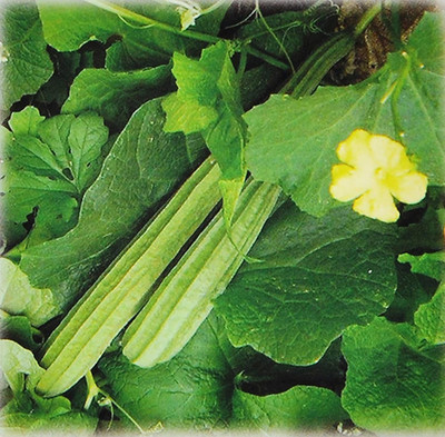 VibeX ® RXI-294 Ridge Gourd Seeds Turai Seed(50 per packet)
