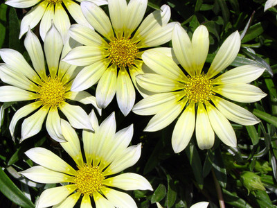 INTRA Gazania Bush Green Leaf White Cascade Seed(100 per packet)