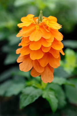alphonso kanakambaram-firecracker-crossandra Seed(34 per packet)