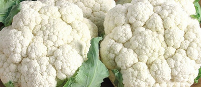 CYBEXIS Dominant Cauliflower Variety2000 Seeds Seed(2000 per packet)