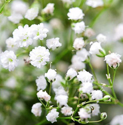 CYBEXIS Gypsophila Beautiful White Flower Seeds Seed(50 per packet)