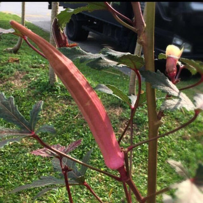 Aywal High Yield Red Lady Finger Hybrid F1 SUPREME Seed(700 per packet)