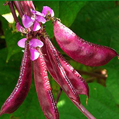 CYBEXIS Fast Germination Purple Beans Seeds800 Seeds Seed(800 per packet)
