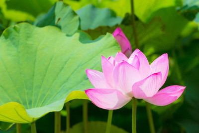 YUGANTAR lotus,kamal seeds Seed(13 per packet)