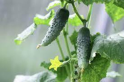 jkfarm Cucumber, Sosa, kheera Seed(300 per packet)